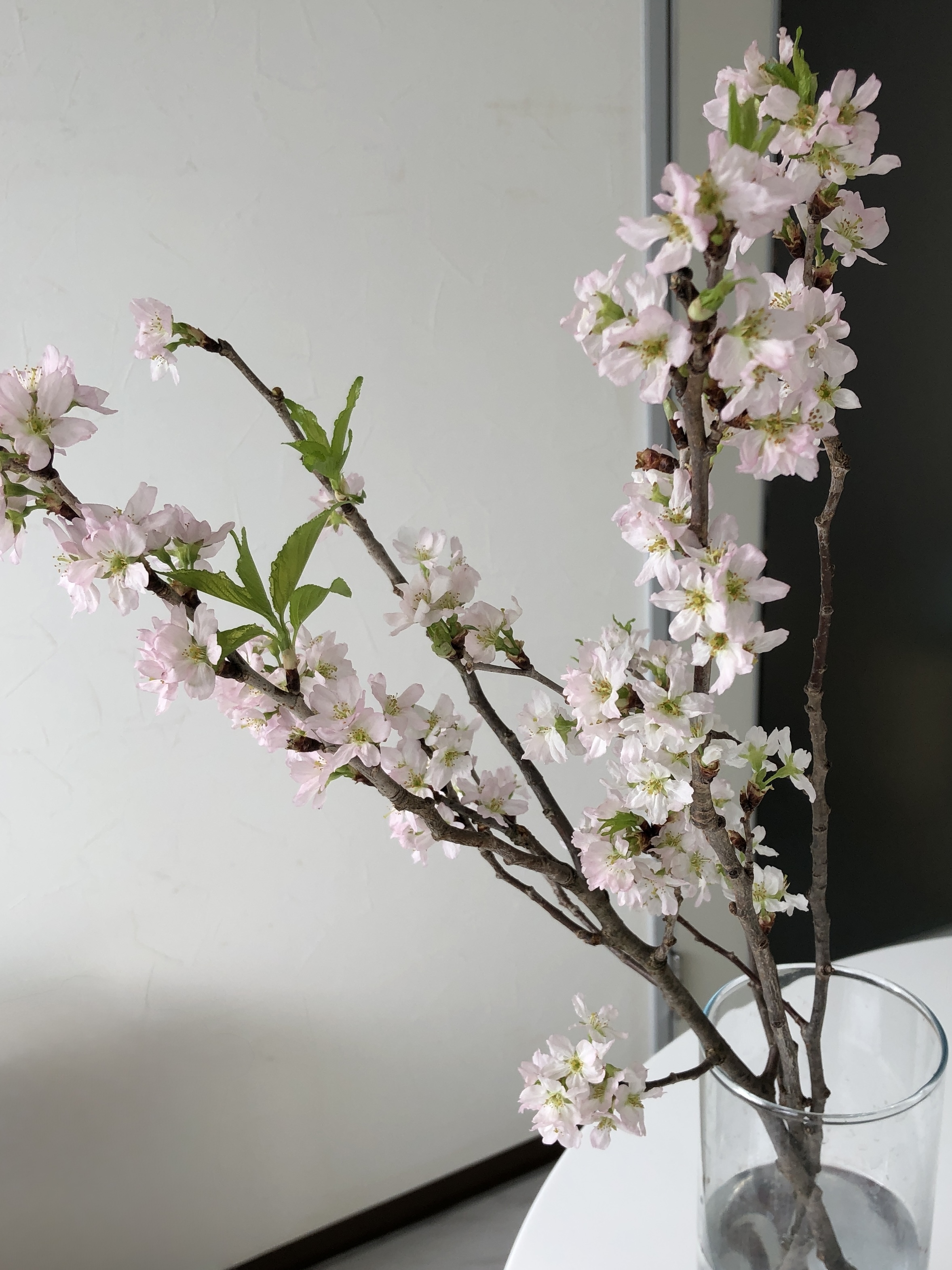 663351B4-C72C-4403-ADFB-FEC6986A2194 - まの歯科