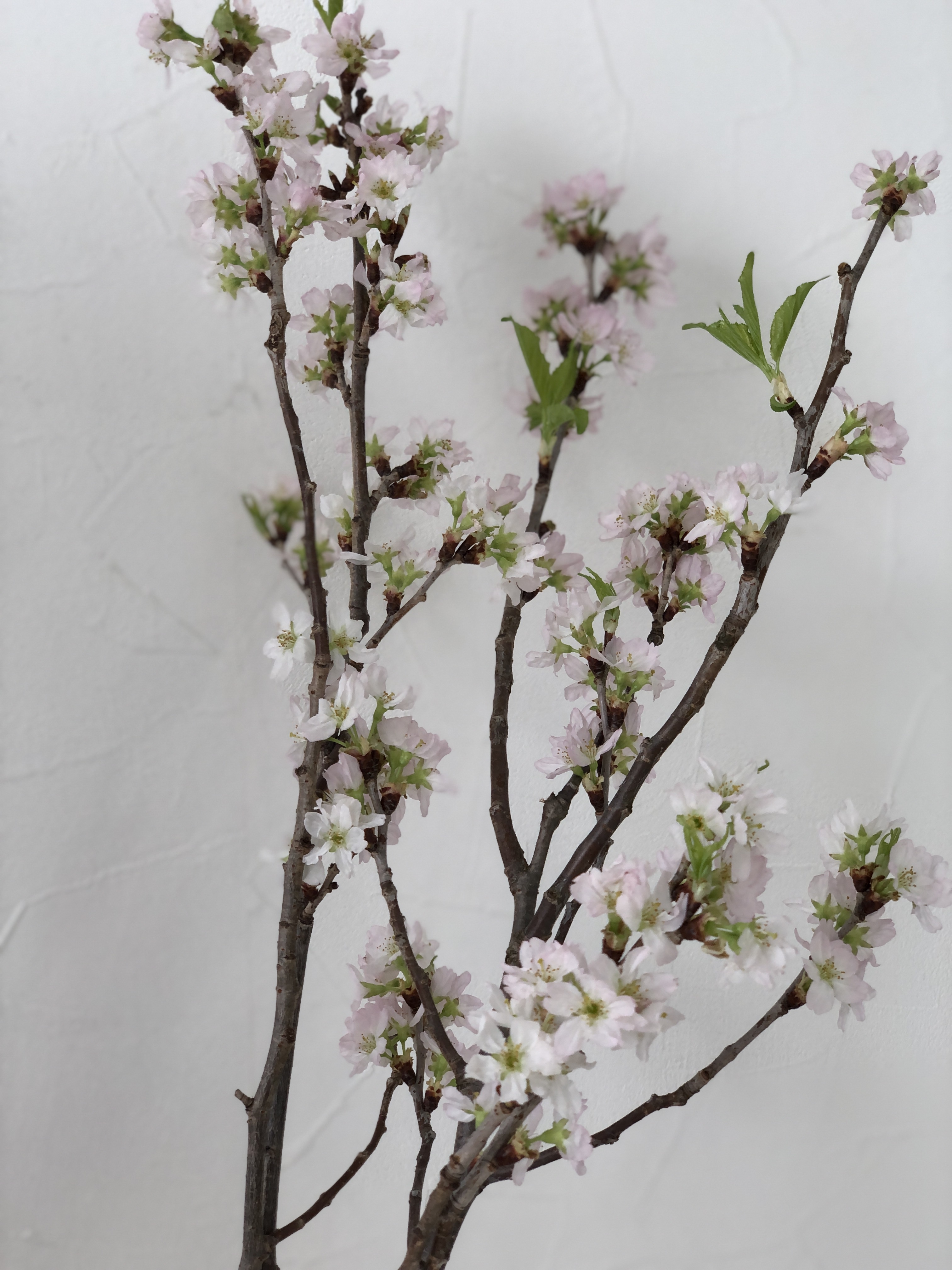 B30E754C-4783-478B-8C9E-D88BFFAFE2DE - まの歯科