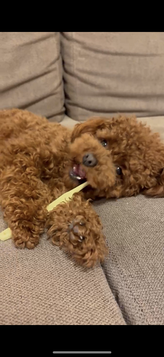 reIMG_0895 2 - まの歯科