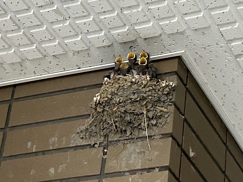 reIMG_6750 - まの歯科